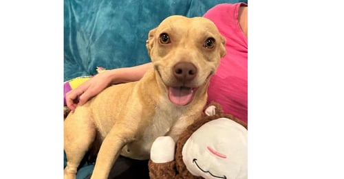 ASH (AL) - Basset Hound available for adoption