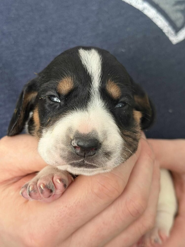 Donald (AL) - Photo 2