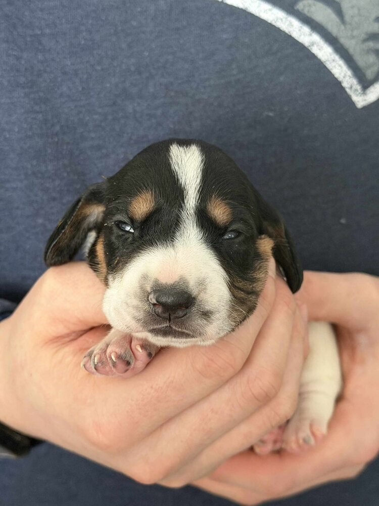 Donald (AL) - Photo 3