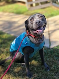 Portia (GA) - Photo 2