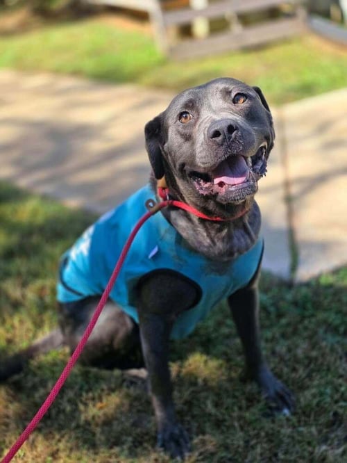 PORTIA (GA) - Pit Bull Terrier available for adoption
