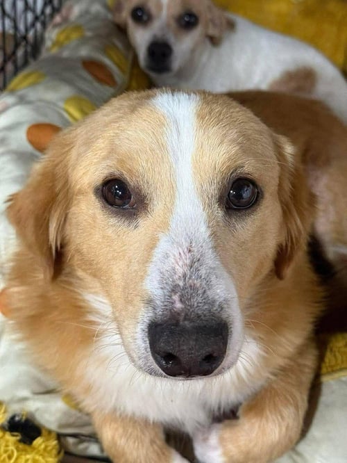 TIMBER (AL) - Unknown available for adoption