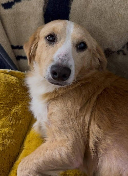 TIMBER (AL) - Unknown available for adoption
