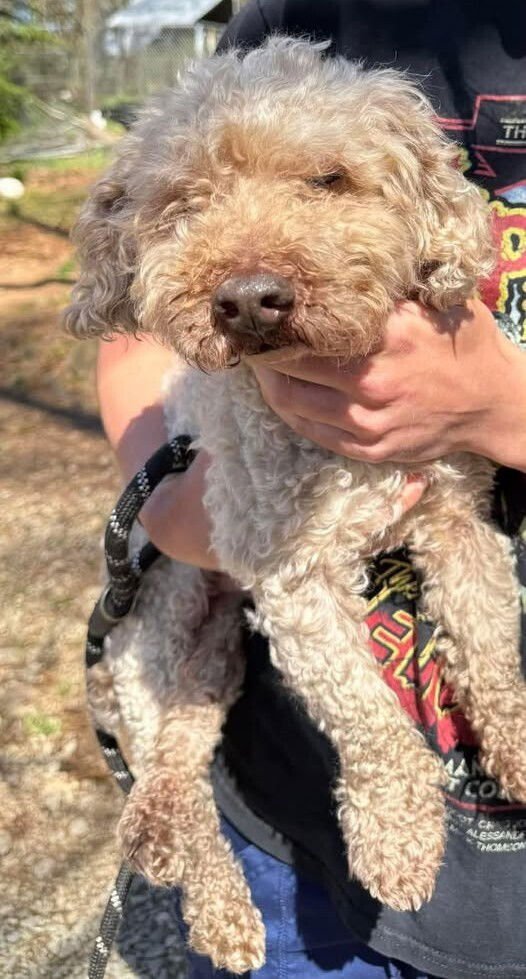 LUCKY (GA) - Poodle (Miniature) available for adoption