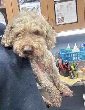 LUCKY (GA) - Poodle (Miniature) available for adoption