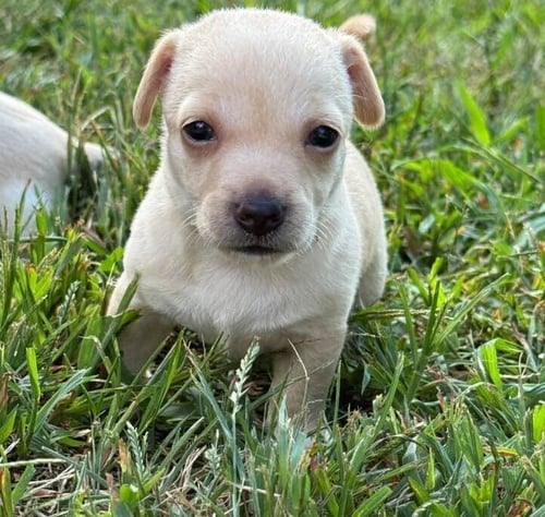 CANDY (AL) - Chihuahua available for adoption