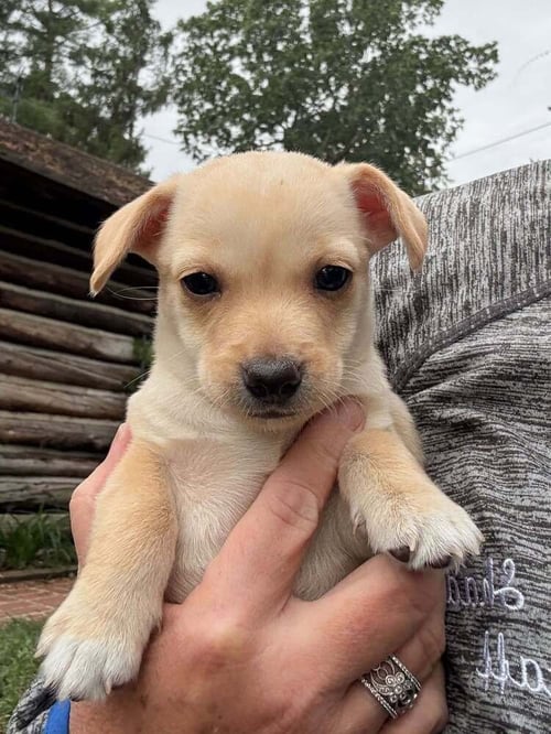 CANDY (AL) - Chihuahua available for adoption