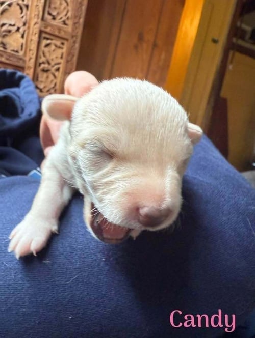 CANDY (AL) - Chihuahua available for adoption