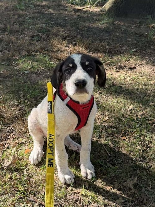 HITCH (AL) - Border Collie / Australian Shepherd available for adoption