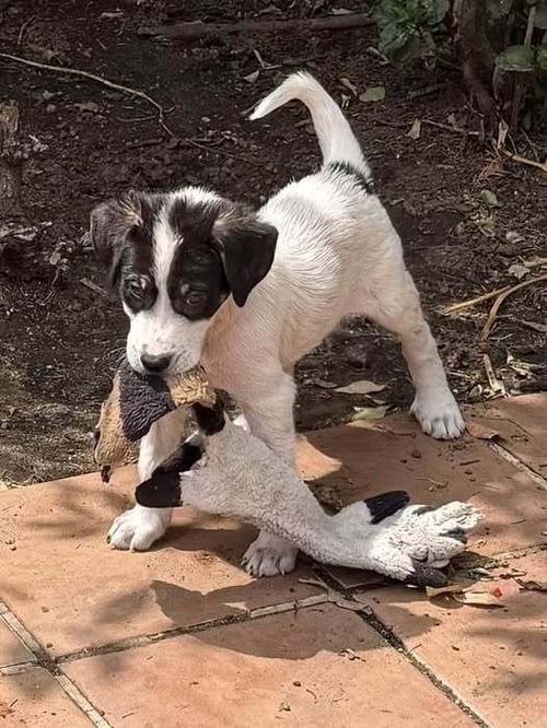 HITCH (AL) - Border Collie / Australian Shepherd available for adoption
