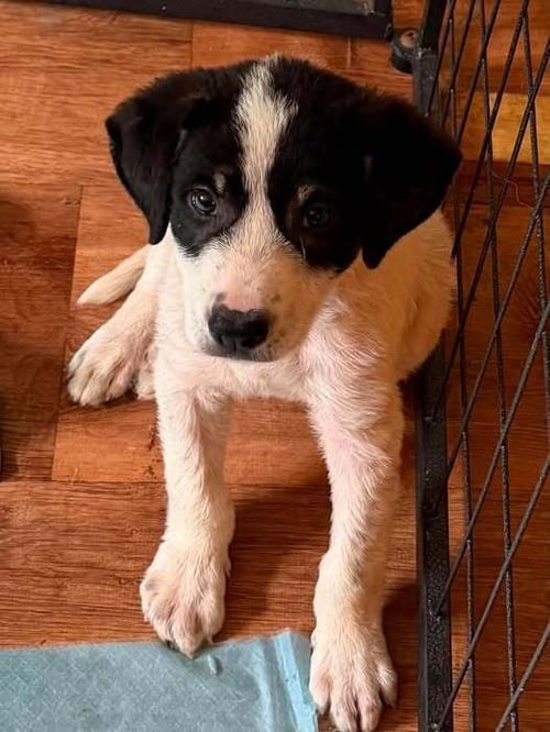 HITCH (AL) - Border Collie / Australian Shepherd available for adoption