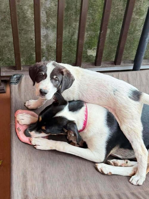 HITCH (AL) - Border Collie / Australian Shepherd available for adoption