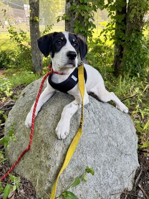 HITCH (AL) - Border Collie / Australian Shepherd available for adoption