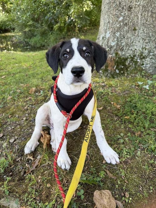HITCH (AL) - Border Collie / Australian Shepherd available for adoption