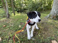 Hitch (AL) - Photo 3