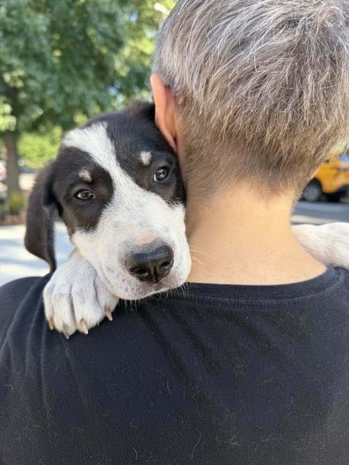 HITCH (AL) - Border Collie / Australian Shepherd available for adoption