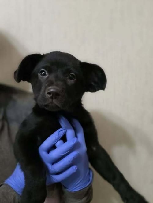 POPPY (AL) - Labrador Retriever available for adoption
