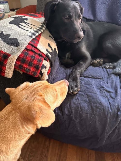 POPPY (AL) - Labrador Retriever available for adoption