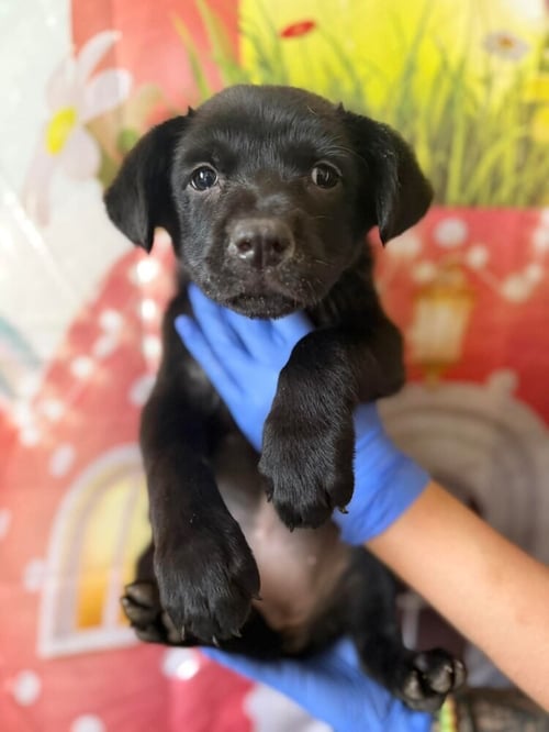 POPPY (AL) - Labrador Retriever available for adoption