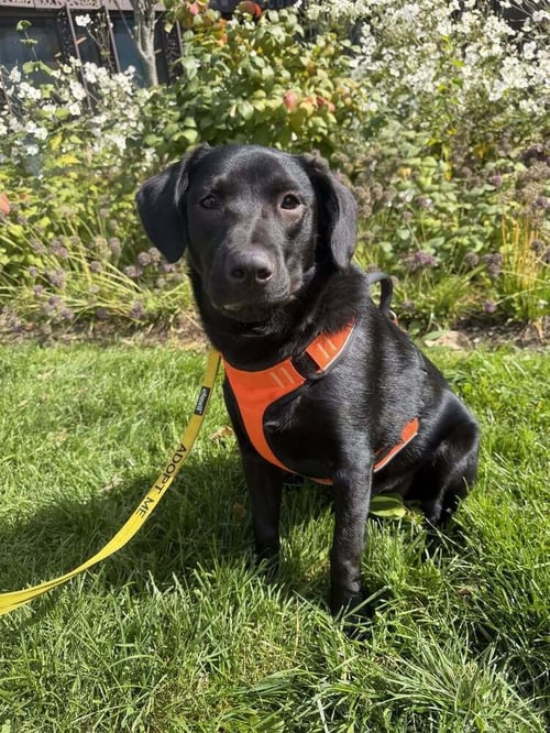 POPPY (AL) - Labrador Retriever available for adoption
