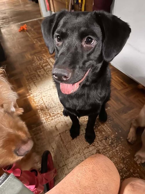 POPPY (AL) - Labrador Retriever available for adoption