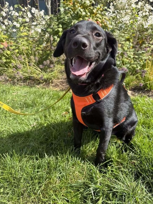 POPPY (AL) - Labrador Retriever available for adoption