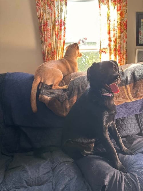 POPPY (AL) - Labrador Retriever available for adoption