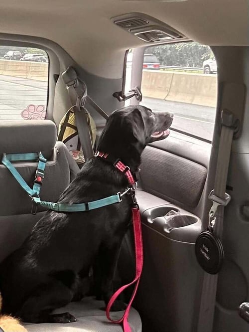 POPPY (AL) - Labrador Retriever available for adoption