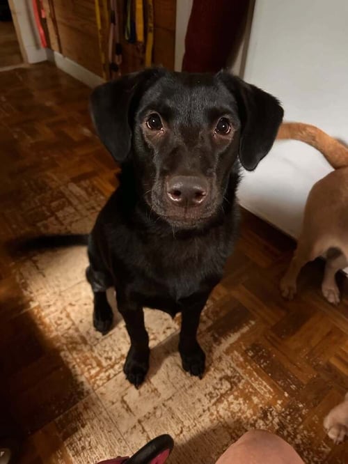 POPPY (AL) - Labrador Retriever available for adoption
