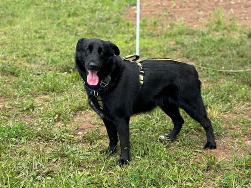 GRUFF (TX) - Shepherd available for adoption