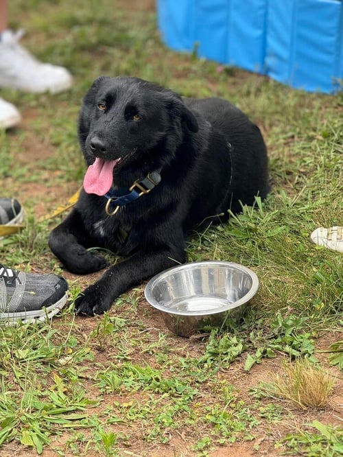 GRUFF (TX) - Shepherd available for adoption