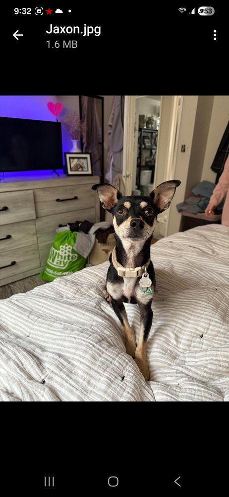 JAXON (TX) - Chihuahua for adoption in New York