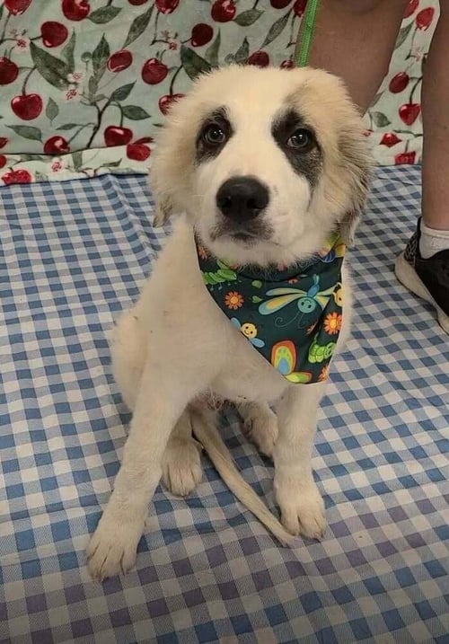 MARLIN (AL) - Anatolian Shepherd / Great Pyrenees available for adoption