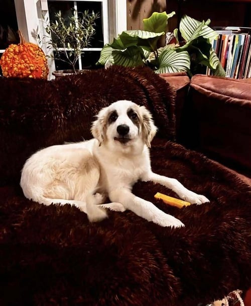 MARLIN (AL) - Anatolian Shepherd / Great Pyrenees available for adoption