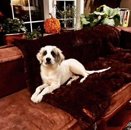 MARLIN (AL) - Anatolian Shepherd / Great Pyrenees available for adoption