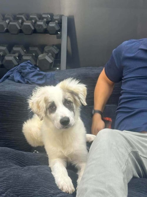 MARLIN (AL) - Anatolian Shepherd / Great Pyrenees available for adoption