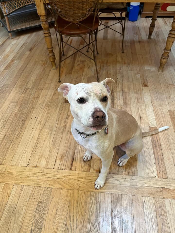 LULU (TX) - Labrador Retriever / American Pit Bull Terrier available for adoption