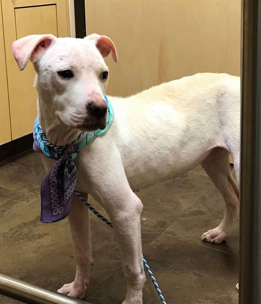 LULU (TX) - Labrador Retriever / American Pit Bull Terrier available for adoption