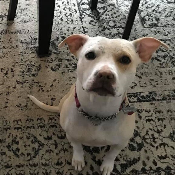 Lulu (TX) Image