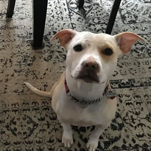 LULU (TX) - Labrador Retriever / American Pit Bull Terrier available for adoption