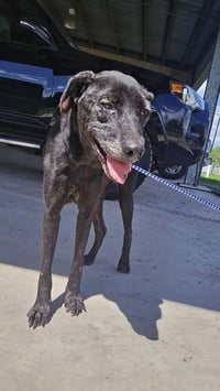 Molly (TX) - Photo 3