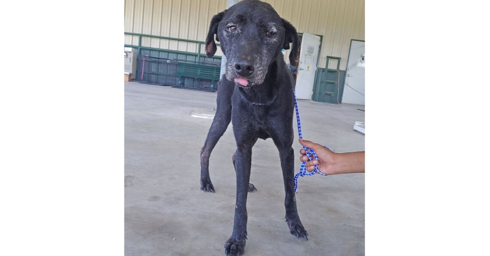 Molly (TX) Image