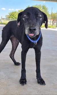 Molly (TX) - Photo 2