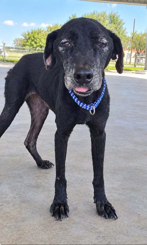 MOLLY (TX) - Labrador Retriever available for adoption