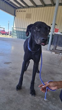 Molly (TX) - Photo 4