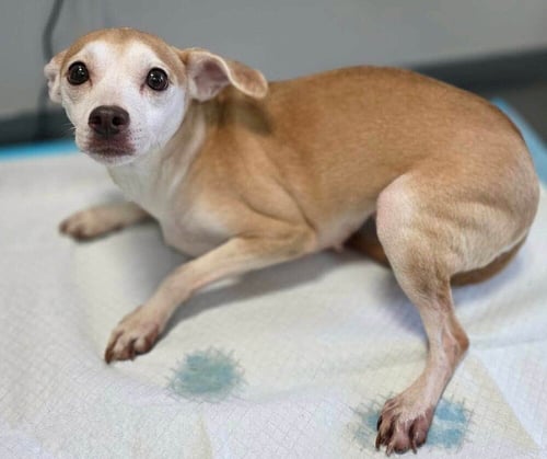 DARCI (AL) - Chihuahua available for adoption