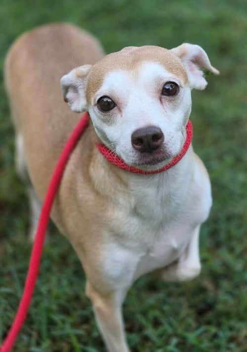 DARCI (AL) - Chihuahua available for adoption