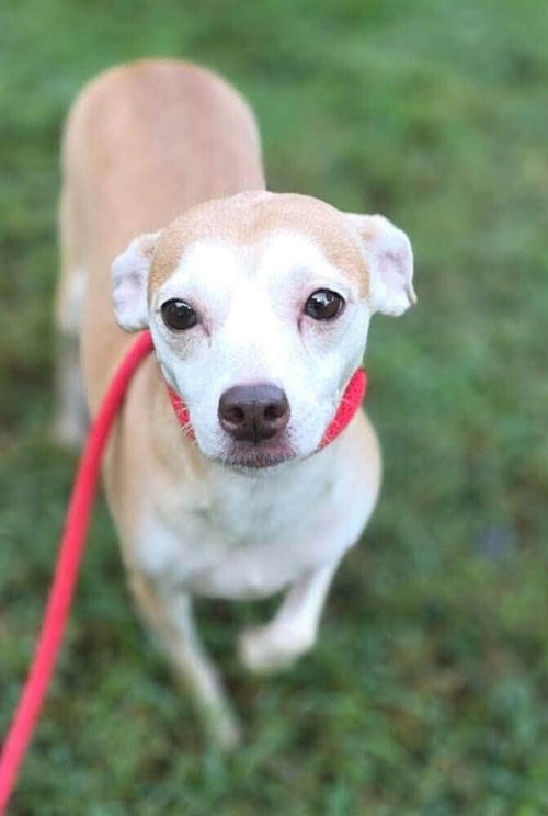 DARCI (AL) - Chihuahua available for adoption