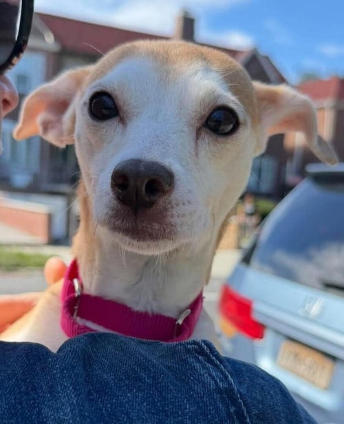 DARCI (AL) - Chihuahua available for adoption