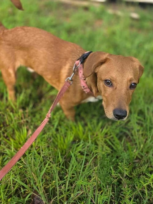 GEORGIE (AL) - Beagle available for adoption